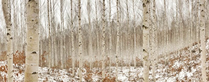 A forest with many trees and snow on the ground