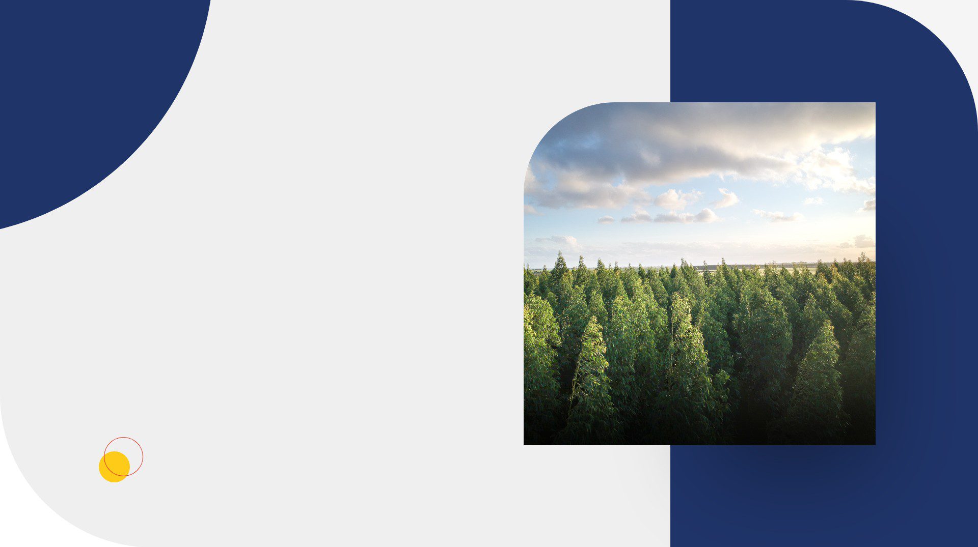 Finnish Genealogy Group of Minnesota (FGGMN) A picture of trees in the middle of a forest.