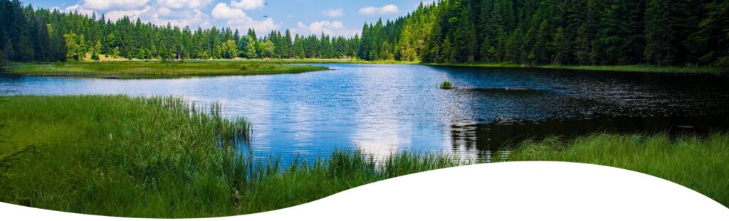 A body of water with trees in the background